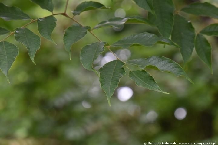 Koelreuteria bipinnata Koelreuteria bipinnata
