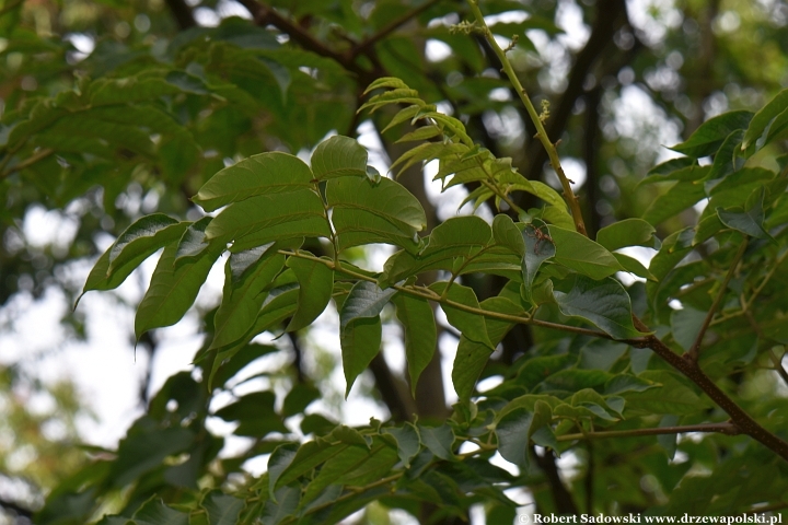Koelreuteria bipinnata Koelreuteria bipinnata