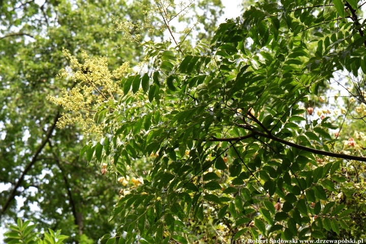 Koelreuteria bipinnata Koelreuteria bipinnata