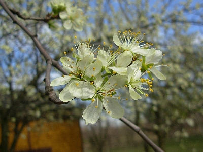 Śliwa domowa kwiat