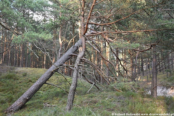 Sosna bałtyckiego wybrzeża