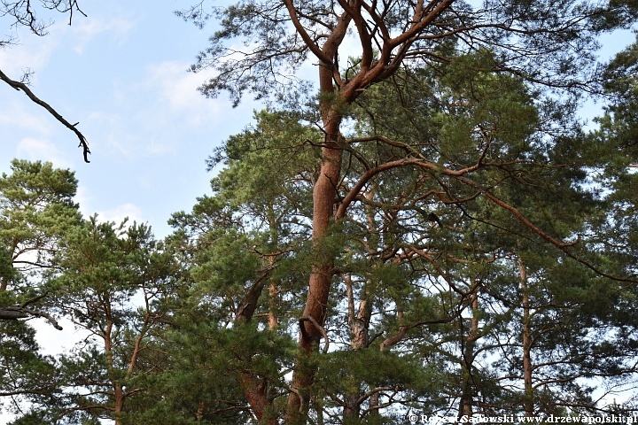 Sosna bałtyckiego wybrzeża