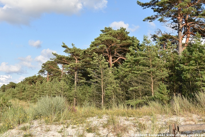 Sosna bałtyckiego wybrzeża