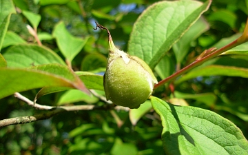 Stewarcja kameliowata owoc