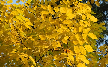 Strączyn żółty gałązka jesienią