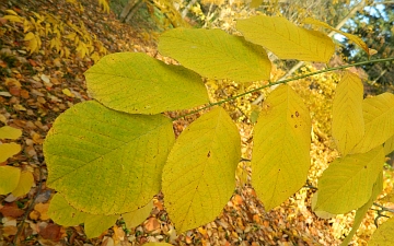 Strączyn żółty jesienny liść