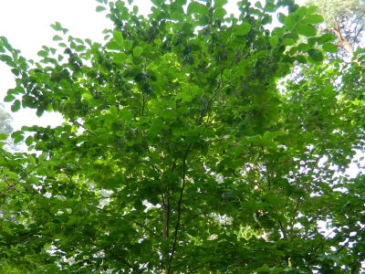 Styrakowiec chiński pokrój drzewa