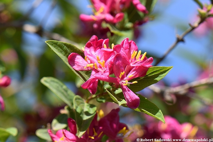 Suchodrzew tatarski 'Rosea'