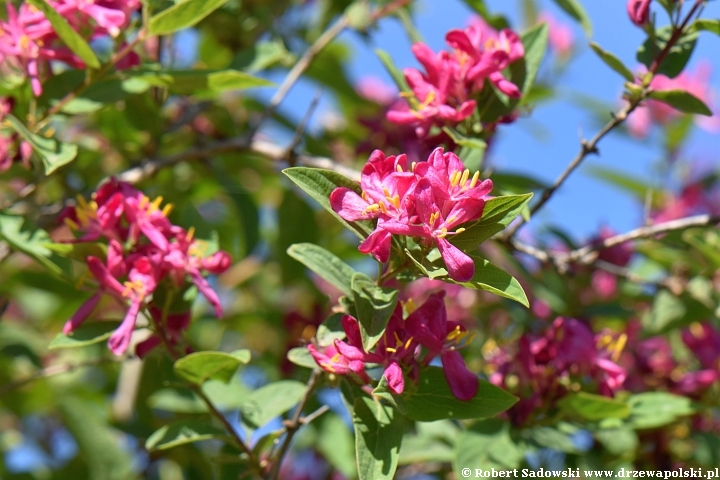 Suchodrzew tatarski 'Rosea'