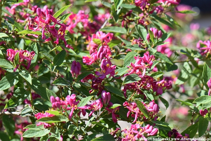 Suchodrzew tatarski 'Rosea'