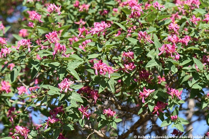 Suchodrzew tatarski 'Rosea'