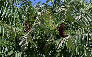 Sumak octowiec liście