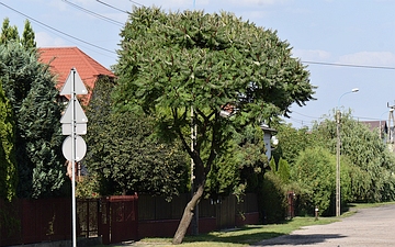 Sumak octowiec pokrój latem