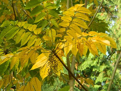 Sumak lakowy liście