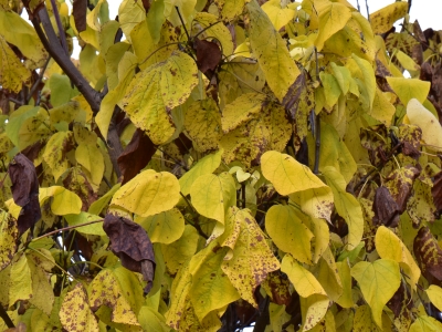 Błotnia bignoniowata liście