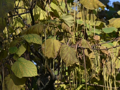 Surmia żółtokwiatowa liście jesienią