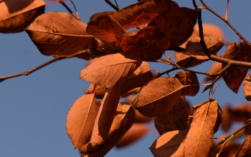 Świdośliwa olcholistna spód liści jesienią