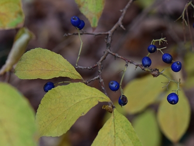 Symplokos wiechowaty jesienią