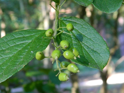 Symplokos wiechowaty zielone owoce