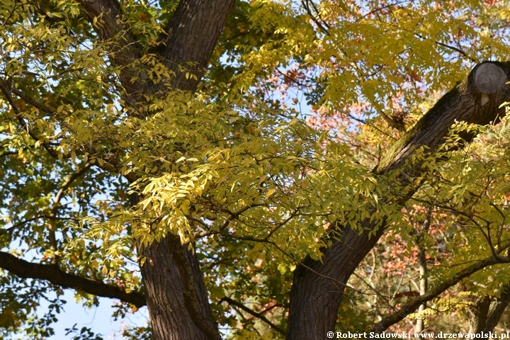 Perełkowiec - drzewo podobne do akacji