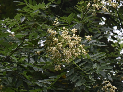 Perełkowiec japoński kwiatostan