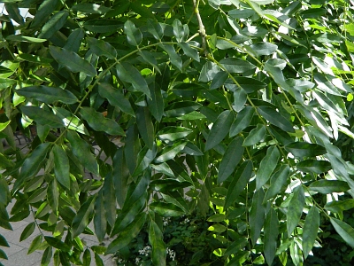 Perełkowiec japoński liście