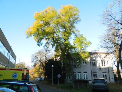 Perełkowiec japoński jesienią