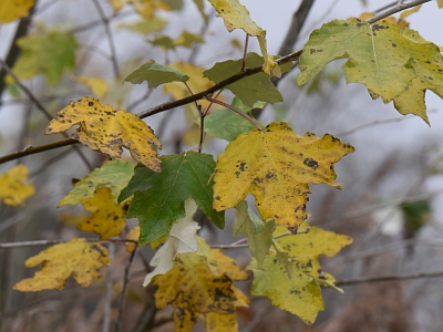 Topola biała liście jesienią