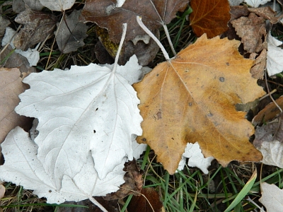 Topola biała jesienne liście
