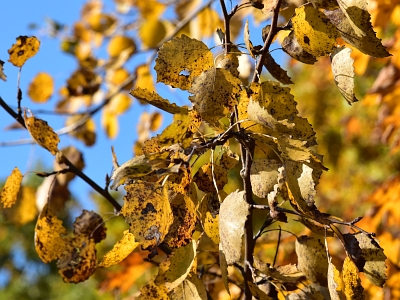 Topola osika liście jesienią