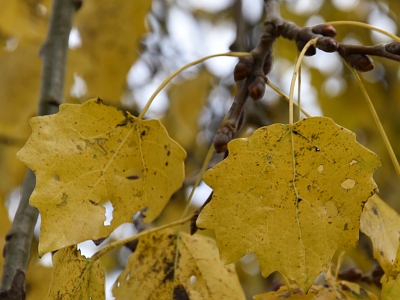 Topola szara liście jesienią
