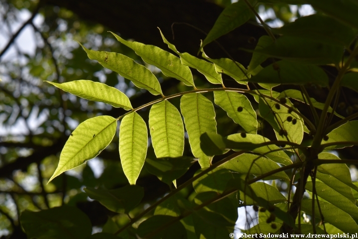 Toxicodendron sylvestre