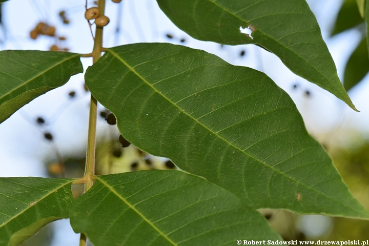 Toxicodendron sylvestre