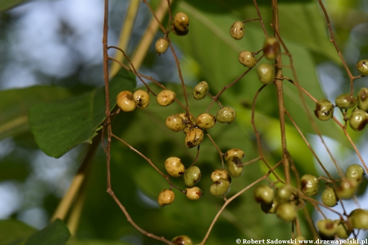 Toxicodendron sylvestre