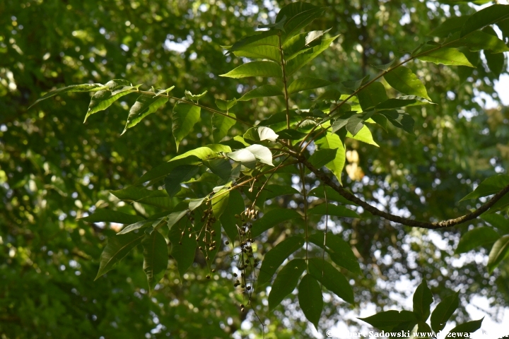 Toxicodendron sylvestre