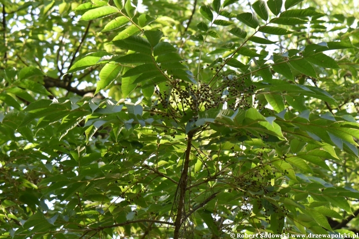Toxicodendron sylvestre