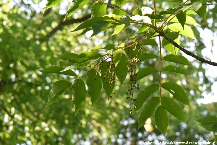 Toxicodendron sylvestre