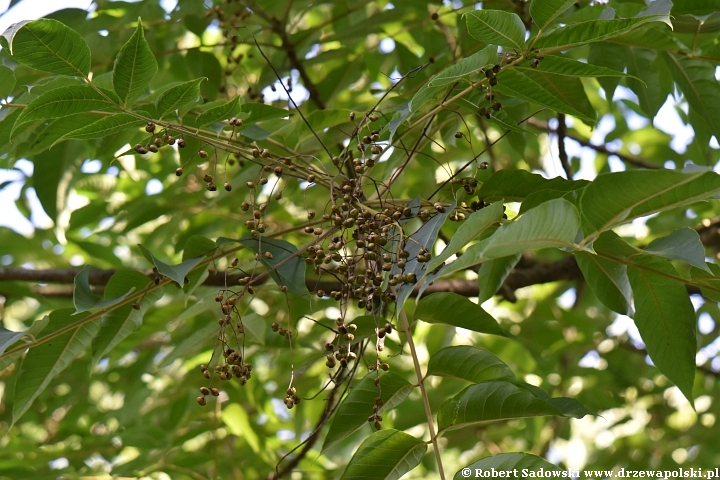 Toxicodendron sylvestre