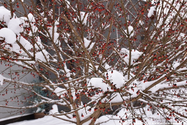 Trzmielina oskrzydlona - owoce zimą