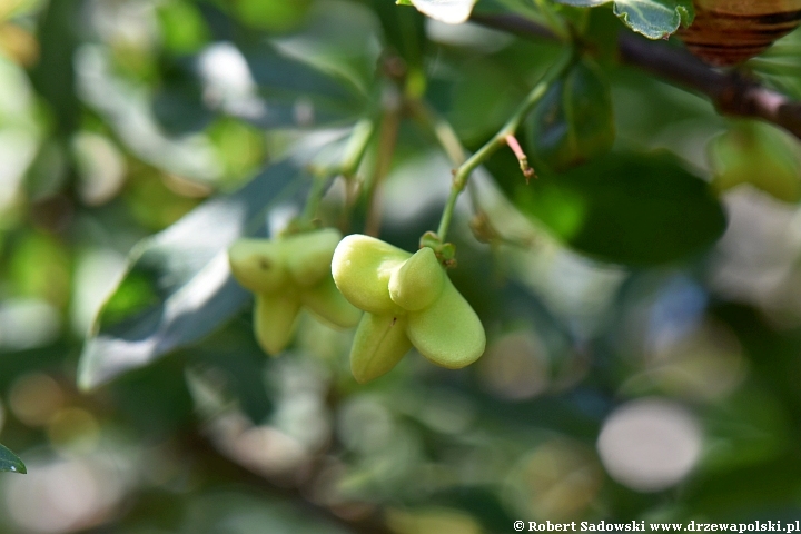 trzmielina pospolita - zielone owoce