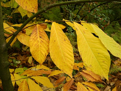 Urodlin trojlatkowy liście jesienią