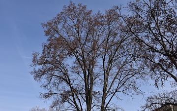 Wiąz szypułkowy pokrój