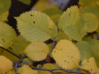 Wiąz szypułkowy liście jesienią