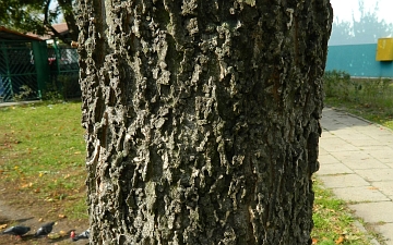 Wiązowiec zachodni kora