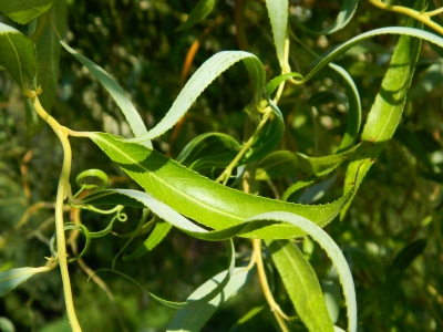 Wierzba mandżurska liście