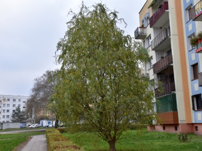 Wierzba mandżurska pokrój drzewa