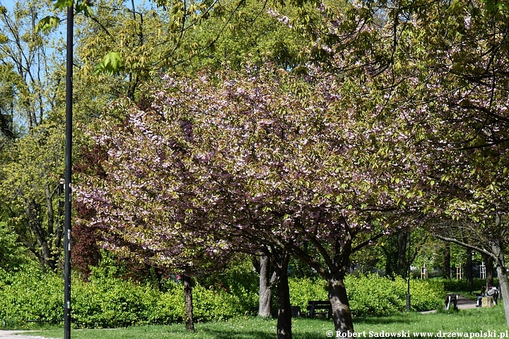 Wiśnia piłkowana 'Kanzan'