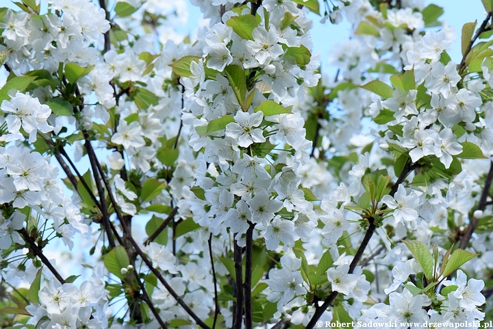 Wiśnia Schnee