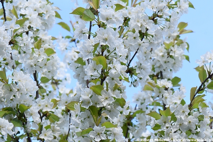 Wiśnia Schnee