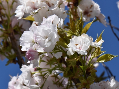 Wiśnia piłkowana 'Amanogawa'